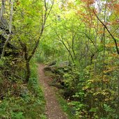 herbstwald sonnenberg