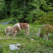 b haflinger pferde bei uflas