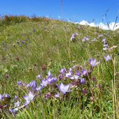 enziane am karnischen hoehenweg