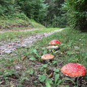 weg nr und freins lajen fliegenpilze