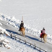 winter haflinger pferde reiten ridnauntal
