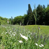 RS blumenwiese bei mendelpass strasse