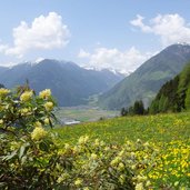 RS fruehling wiesen bei ahornach