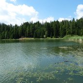 RS st felix tretsee wasserknoeterich wasserpflanze