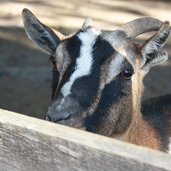 RS tierpark toblach