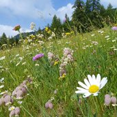 blumenwiese bei gfrill gemeindegebiet salurn