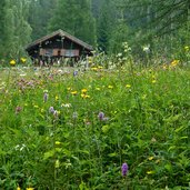 altrei blumenwiese