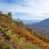 weinbau unterhalb von planatsch herbst