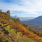 weinbau unterhalb von planatsch herbst