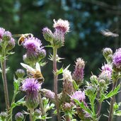 distel biene