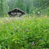 altrei blumenwiese