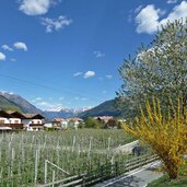 radweg bei naturns april fruehliing apfelbluete