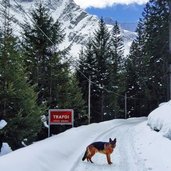 trafoi winter rodelweg hund