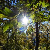 kastanienbaum herbst sonne