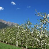 rabland obstblueten april