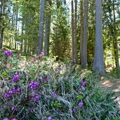 waldweg letzer abschnitt weissenstein