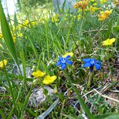 aldein lerch blumenwiese