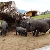 gustav mahler wildpark toblach haengebauchschwein