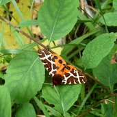 schmetterling baer