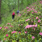 weg von mastaunalm auf mastaunpichl