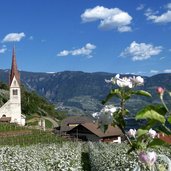 fruehling blueten in oberplars