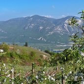 kurtatsch obstwiese bluete dahinter trudner horn