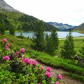 Obersee Staller Sattel Alpenrosen