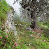 alpenrosen im zirmwald