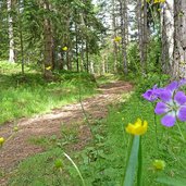 steinegg obergummer sternenweg planetenweg im wald