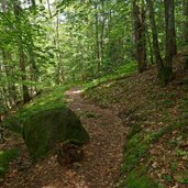 schelmsteig durch wald