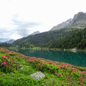 Obersee Alpenrosen Almerhorn