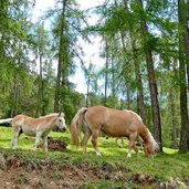 voelser aicha haflinger pferde