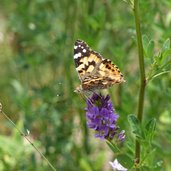 schmetterling distelfalter