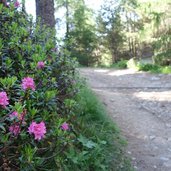 alpenrose am forstweg zur upialm