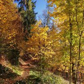 dorf tirol fitnessweg herbstwald