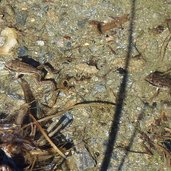 marblsee mit kleinem frosch