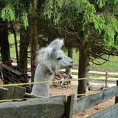 lama bei mair in kaser