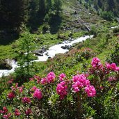 upitalbach und alpenrosen