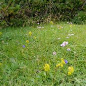 blumenwiese roen