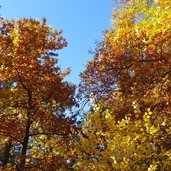 weg von tiroler kreuz nach muthoefe herbstwald