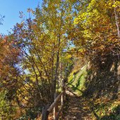 weg von tiroler kreuz nach muthoefe herbstwald