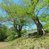 leiferer hoehenweg bei seit kastanienbaeume