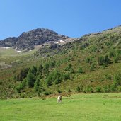 viehweide kuehe bei upialm fr