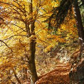 weg von tiroler kreuz nach muthoefe herbstwald