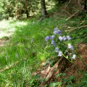 glockenblumen