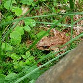 moorfrosch oder grasfrosch