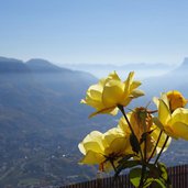 rose bei muthof oberegghof herbst aussicht etschtal