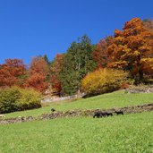 herbst wald und schafweide bei talbauer