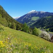 vintl wiesen bei bergl richtung weissen hof fruehlingsblumen dahinter eidechs spitz