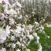 obstbluete apfel bluetenwahn bei st michael eppan